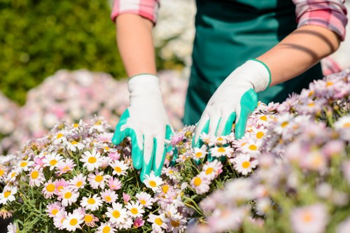 Professional landscaper planting native species in a Pinner garden