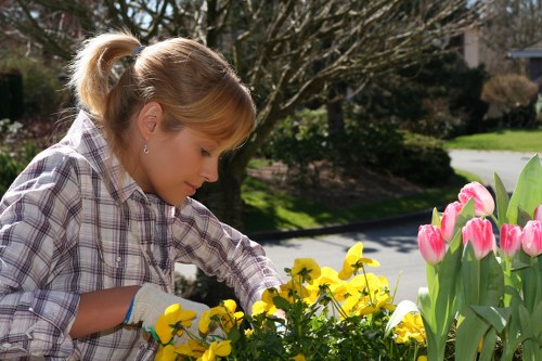 Close-up of hands examining a damaged plant in a garden bed